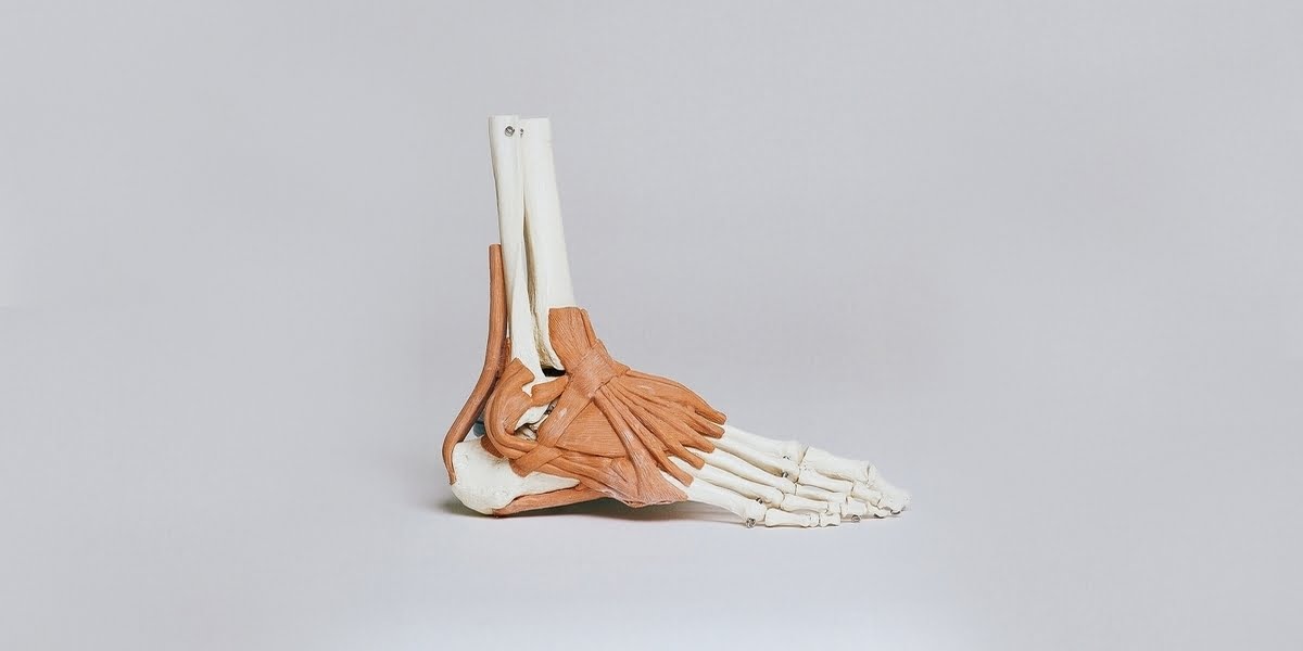 human-skeleton-ankle